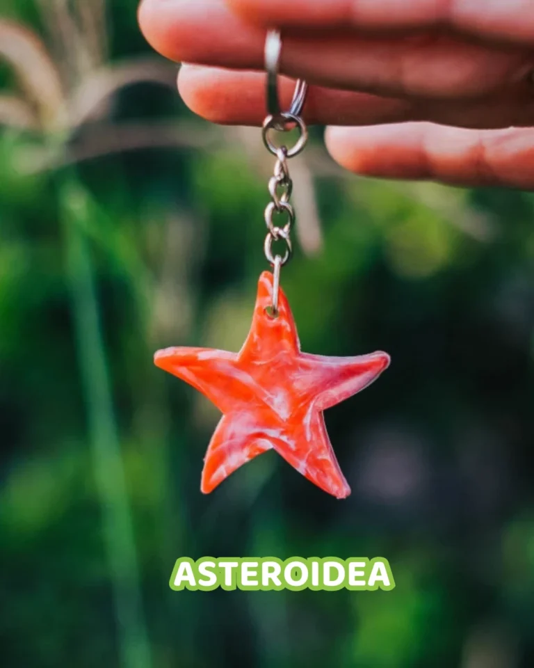 asteroidea